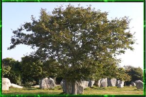 menhirs breton,arbre genealogique gratuit à imprimer 