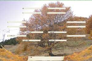 meleze-or,arbre genealogique gratuit à imprimer 