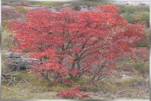 automne, arbre genealogique gratuit à imprimer 