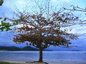 arbre sur le plage, arbre genealogique gratuit à imprimer 