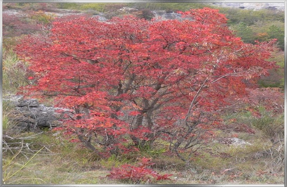 Buisson ardente, arbre genealogique gratuit à imprimer 