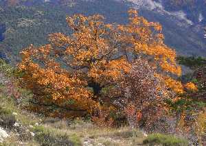 automne,arbre genealogique gratuit  imprimer 