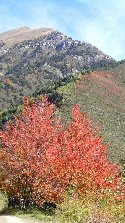 automne bertrand