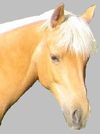 cheval