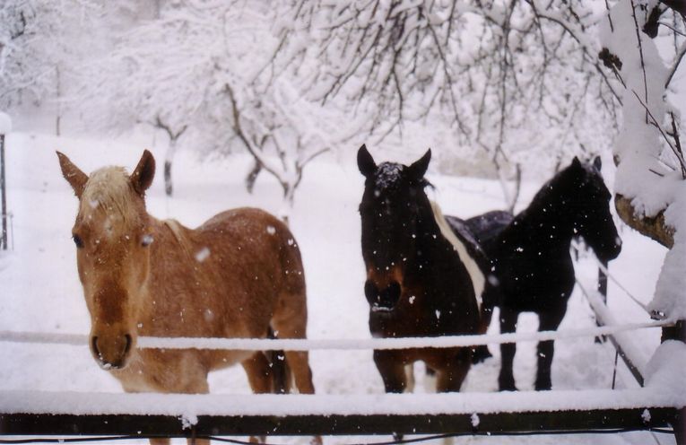 les chevaux