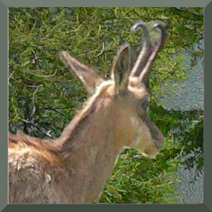 chamois